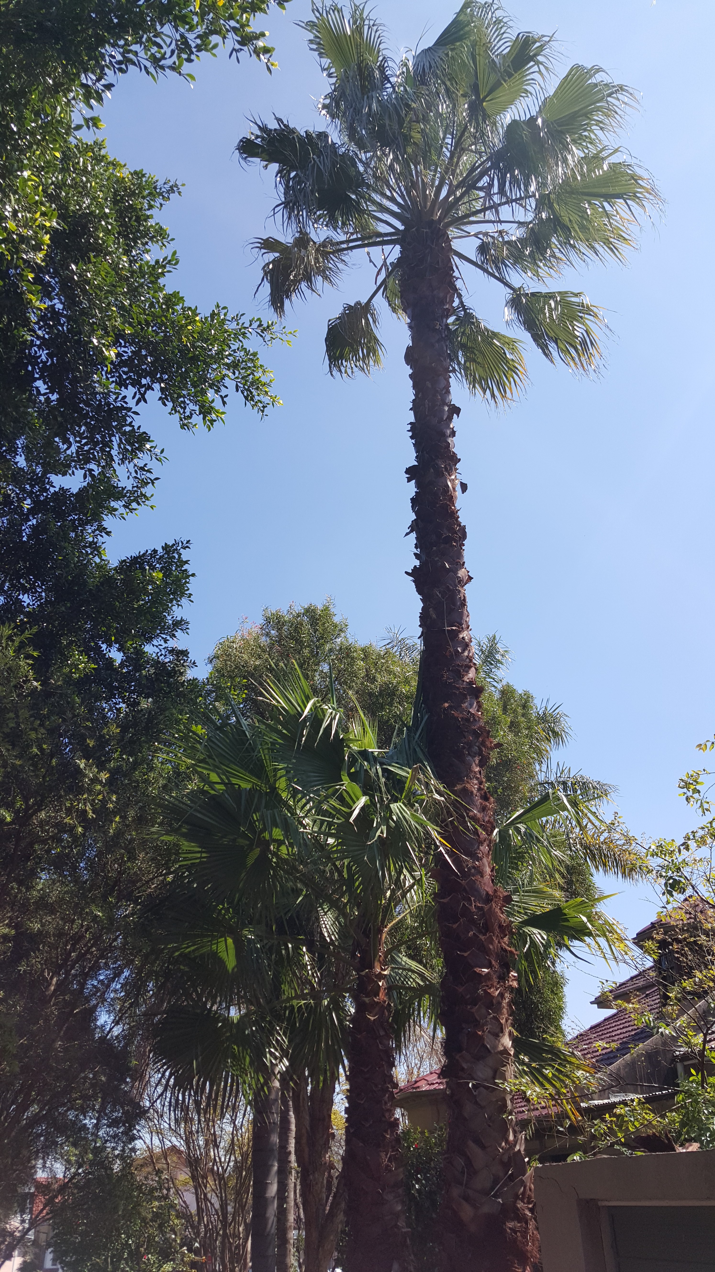 Washingtonia Palm after pruning